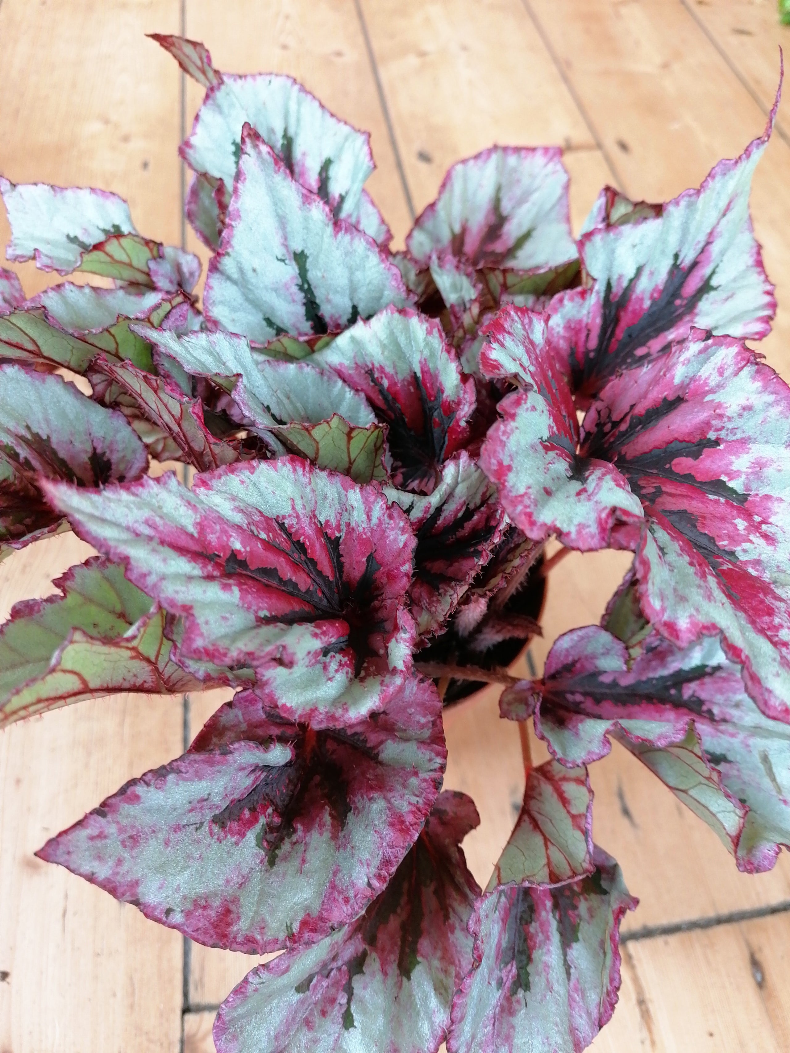 Begonia Rex Beleaf